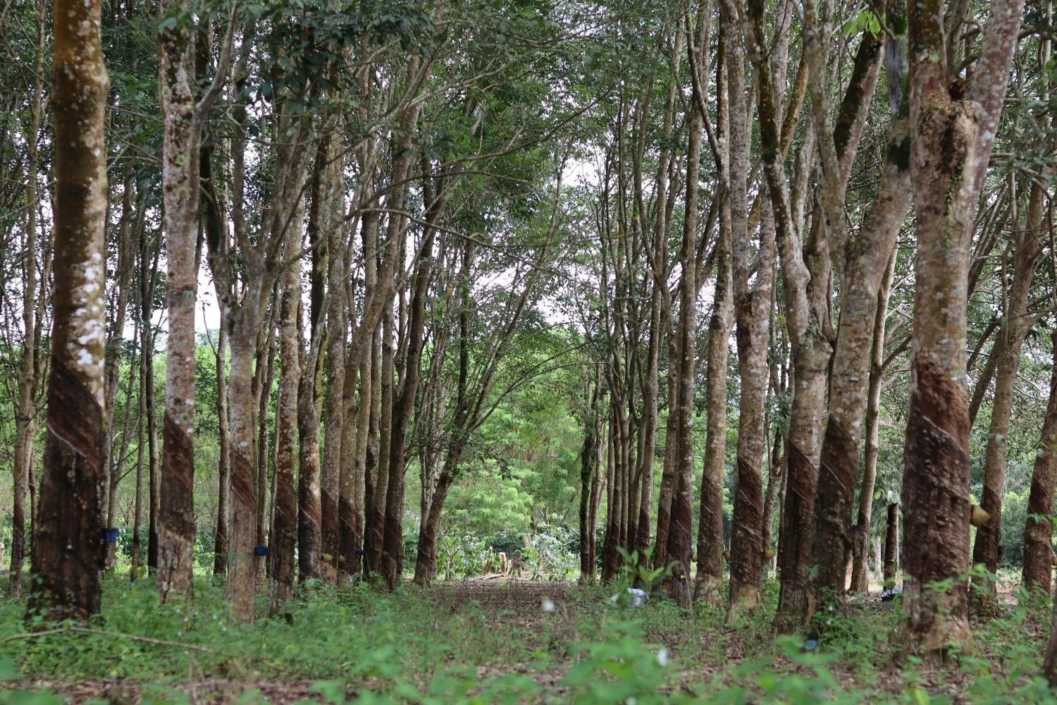 Rubber trees on a plantation in Sri Lanka