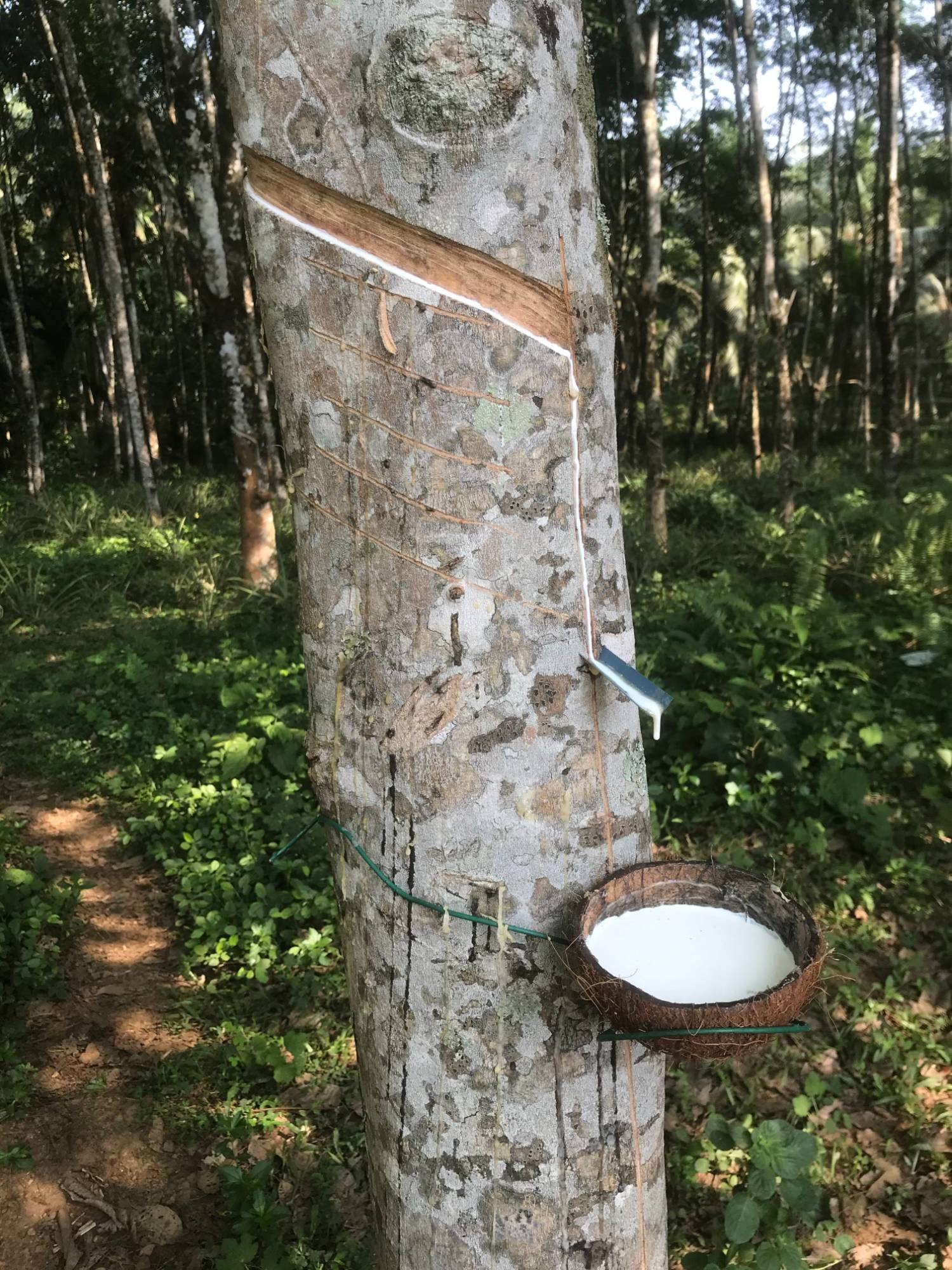A rubber tree being tapped in Sri Lanka